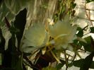 DSCN9099