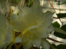 DSCN9102