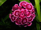 DSCN9140