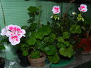 DSCN9168