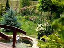 4June Roses garden