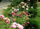 Sommerwind Haidetraume Aprikola