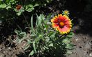 coreopsis lanceolata Sterntaler