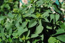 oregano