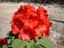 rhodo red jack