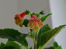 NEW 2015 + Kohleria Luci s Shine