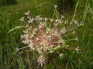 Allium schubertii (2015, May 20)