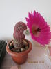 Echinocereus rigidissimus