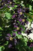 clematis Romantika