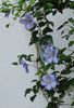 clematis Blue Angel,primele flori:))
