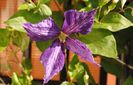 clematis Tie Dye