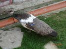 DSC00535