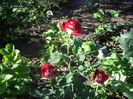 IMGP8409
