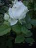 IMGP8414