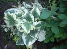 Brumera - Jack-variegata