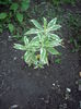 phlox paniculata variegata