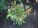 Leucothoe rainbow