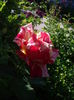 IMGP8424