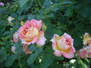 IMGP8425