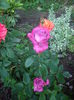 IMGP8462