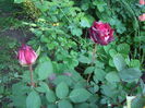 IMGP8469