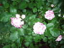 IMGP8471