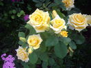 IMGP8527