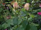 IMGP8537