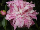 Peony. Bujor (2015, May 20)