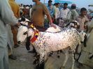 Tapi Bakra la un targ
