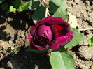 DSC01351
