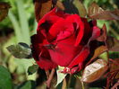 DSC01386