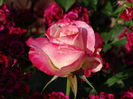 DSC01381