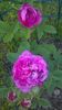 reine des violettes