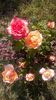 WP_20150603_17_03_30_Pro