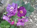 rhapsody in blue