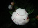 White Peony (2015, May 21)