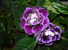 DSC01545