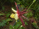 Aquilegia Red & Yellow (2015, May 20)