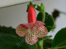 NEW 2015 - Kohleria Luci s Gently