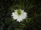 Nigella damascena (2015, May 24)