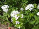 Dianthus babatus (2015, May 24)