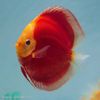 Discus