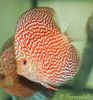 Discus