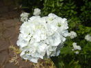 Dianthus babatus (2015, May 24)