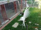 DSC09888