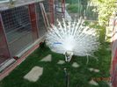 DSC09890