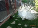 DSC09892