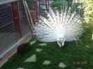 DSC09894