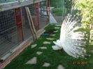 DSC09907